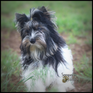 Dark Parti Yorkie