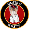 Semper Fi Yorkies