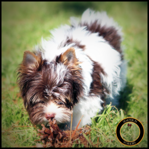Baby Doll Dark Chocolate Yorkie