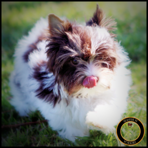 Dark Chocolate Yorkie