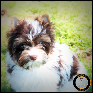Dark Chocolate Yorkshire Terrier