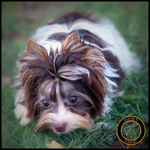 Baby Doll Dark Chocolate Yorkshire Terrier