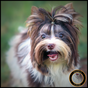 Dark Chocolate Parti Yorkshire Terrier
