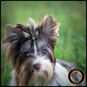 Bitter Chocolate Baby Doll Face Yorkie