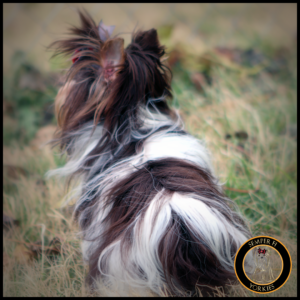 Bitter Chocolate Parti Yorkshire Terrier