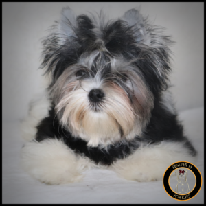 babydoll Parti Yorkie