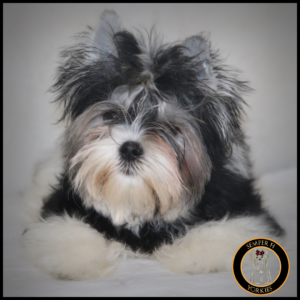 Babydoll Parti Yorkshire Terrier