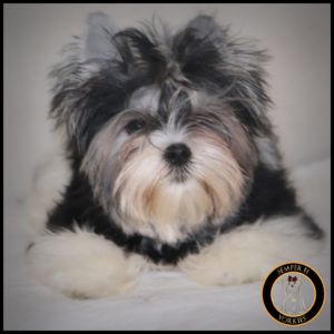 Blonde Carrier Parti Yorkshire Terrier