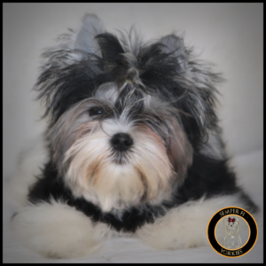 Blonde Carrier Parti Yorkie