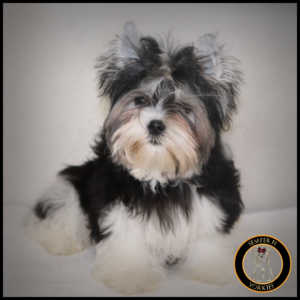 Babydoll Parti Yorkie