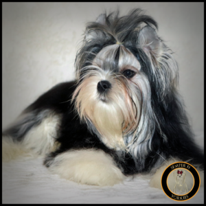 Extreme Babydoll Parti Yorkshire Terrier