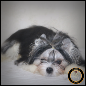 Extreme Babydoll Parti Yorkie