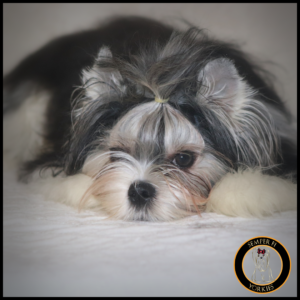 Babydoll Parti Yorkshire Terrier