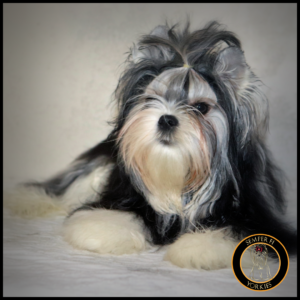 Babydoll Parti Yorkie