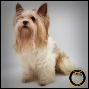 Chocolate Sable Parti Yorjkshire Terrier