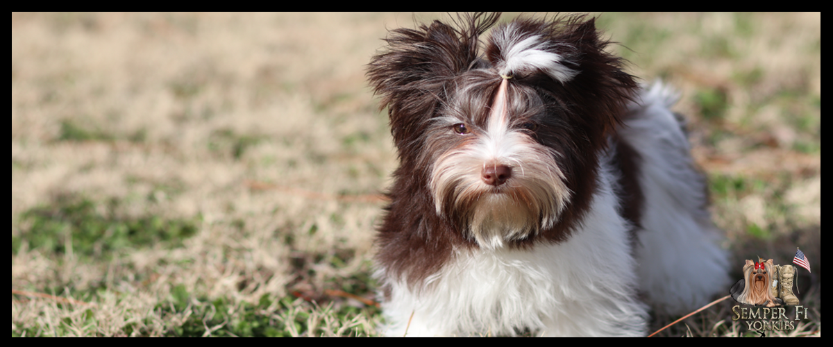 Dog is God spelled backward 