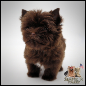 Yorkie Puppies Near Me
