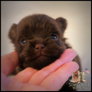 Teacup Yorkie