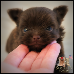 Teacup Yorkie