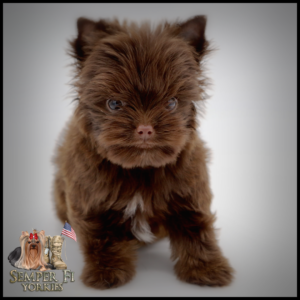 Teacup Yorkie