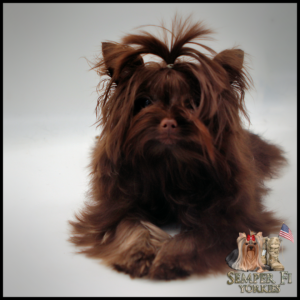 Teacup Yorkie