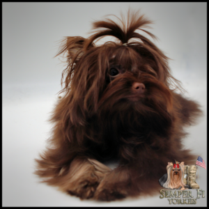 Teacup Yorkie