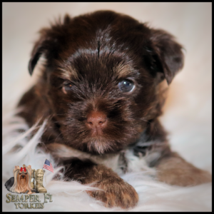 yorkie puppies near me