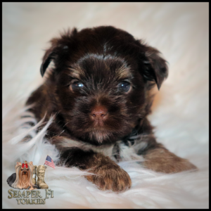 yorkie puppies near me