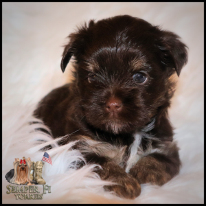 yorkie puppies near me