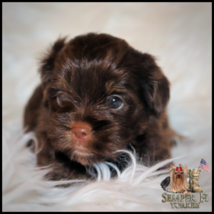 yorkie puppies near me