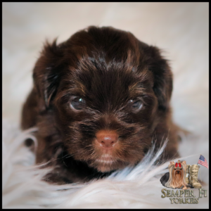 yorkie puppies near me