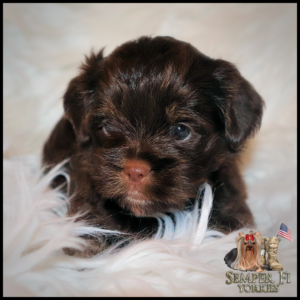 yorkie puppies near me