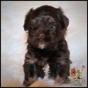 yorkie puppies near me