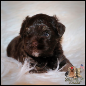 yorkie puppies near me