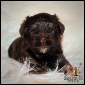 yorkie puppies near me