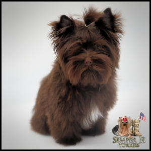 Yorkie Puppies Near Me