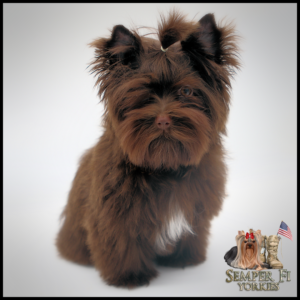 Yorkie Puppies Near Me