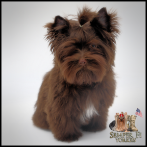 Yorkie Puppies Near Me