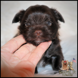 yorkie puppies near me
