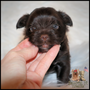 yorkie puppies near me