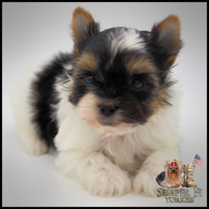 teacup yorkie