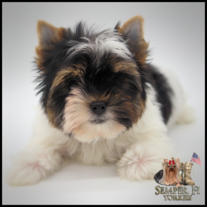 teacup yorkie