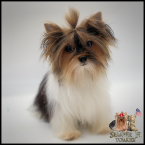 teacup yorkie
