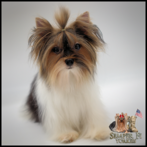 teacup yorkie