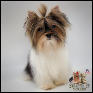teacup yorkie