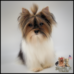 teacup yorkie