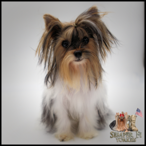 teacup yorkie