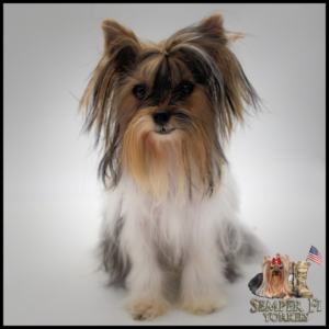 teacup yorkie
