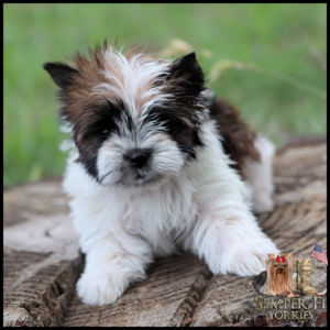 Cute small fluffy puppy (Yorkshire Terrier) on a log with a green background; logo with a dog and US flag in the bottom-right corner