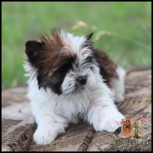 Fluffy brown-and-white puppy sits on a tree stump in a green field; Semper Fi Yorkies logo in the bottom-right corner.